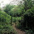 Gate in undergrowth