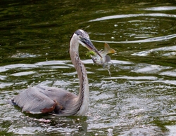Great Blue Heron _0072