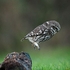 Little Owl