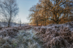 Along the Frosty Path