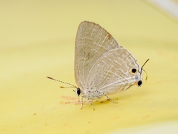 Cornelian butterfly