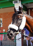 Race 6 16.53pm JW4X4 Northallerton Handicap portfolio