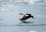 King eider duck 5