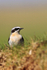 Wheatear (male) near Ardnave Loch on Islay