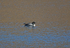 Great Northern Diver