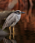 Yellow-crowned Night-heron wading in the water at Tortuguero
