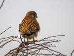 Kestrel