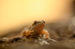 Common frog in evening light