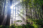 Sunny Beams!