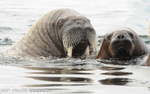 Mother and cub