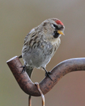 Lesser Redpoll on the feeders at Otmoor