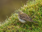 Meadow Pipit