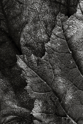 Recent Photographs portfolio