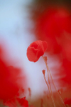 Wild Poppies in Somerset_067