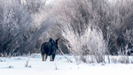 Moose in Lamar Valley