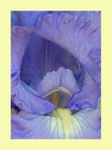 002  Bearded Iris