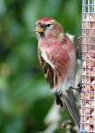 Redpoll