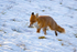 Arctic Fox?