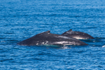 0A3A6035 Mother and Calf