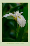 Iris pseudacorus 'Creme de la Creme'