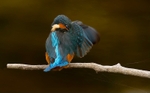 No.0073   Shy Kingfisher.