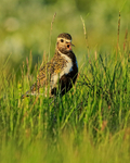 Golden Plover portfolio