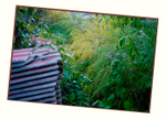 Kibuvitsi's Garden 4