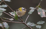 Firecrest