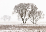 Trees in the snow
