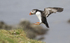 PUFFIN, ISLE OF MULL