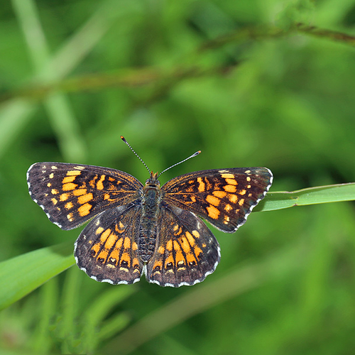 Harris' Checkerspot Chlosyne harrisii