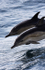 WDP004: Common Dolphins