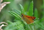 Large Skipper
