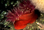 Urticina eques