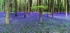 Beechwood Bluebells  EDC012