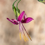 Purple mountain lettuce (Prenanthes purpurea)