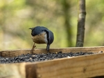 Nuthatch