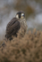 PEREGRINE FALCON 11