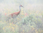 SANDHILL CRANE, CABOT HEAD - BRUCE COUNTY