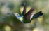 Sparkling violetear
