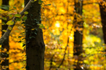 Golden Forest!