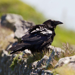 Raven on a stone wall