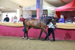 Class G - IH Large Champ portfolio