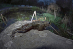 Common frog in Bristol pond.