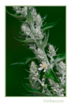 Verbascum lychnitis