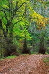 Autumn Walk No.3