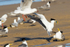 Gull Attack 5