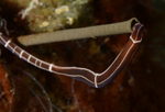 Tubulanus annulatus (b) feeding on fan worm