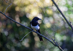 Magpie in a tree at Brandon Hill Nature Reserve in Bristol_04321