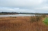 Wexford Wildfowl Nature Reserve, Co. Wexford, Ireland